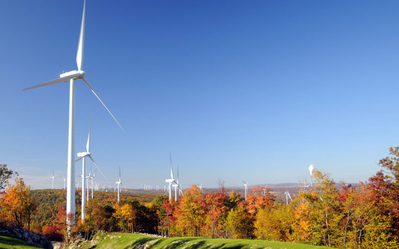 Wind turbines in a field of trees